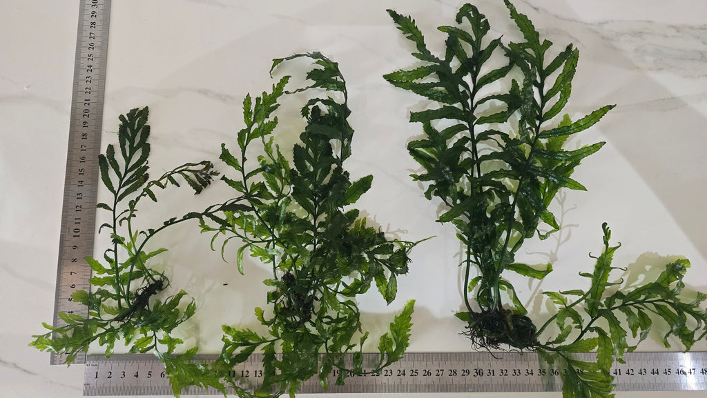 Three pieces of green aquatic bolbitis plants on a white background with a ruler for scale.