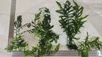 Three pieces of green aquatic bolbitis plants on a white background with a ruler for scale.