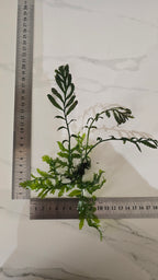 Green leafy bolbitis plant with a ruler for scale on a marble surface.