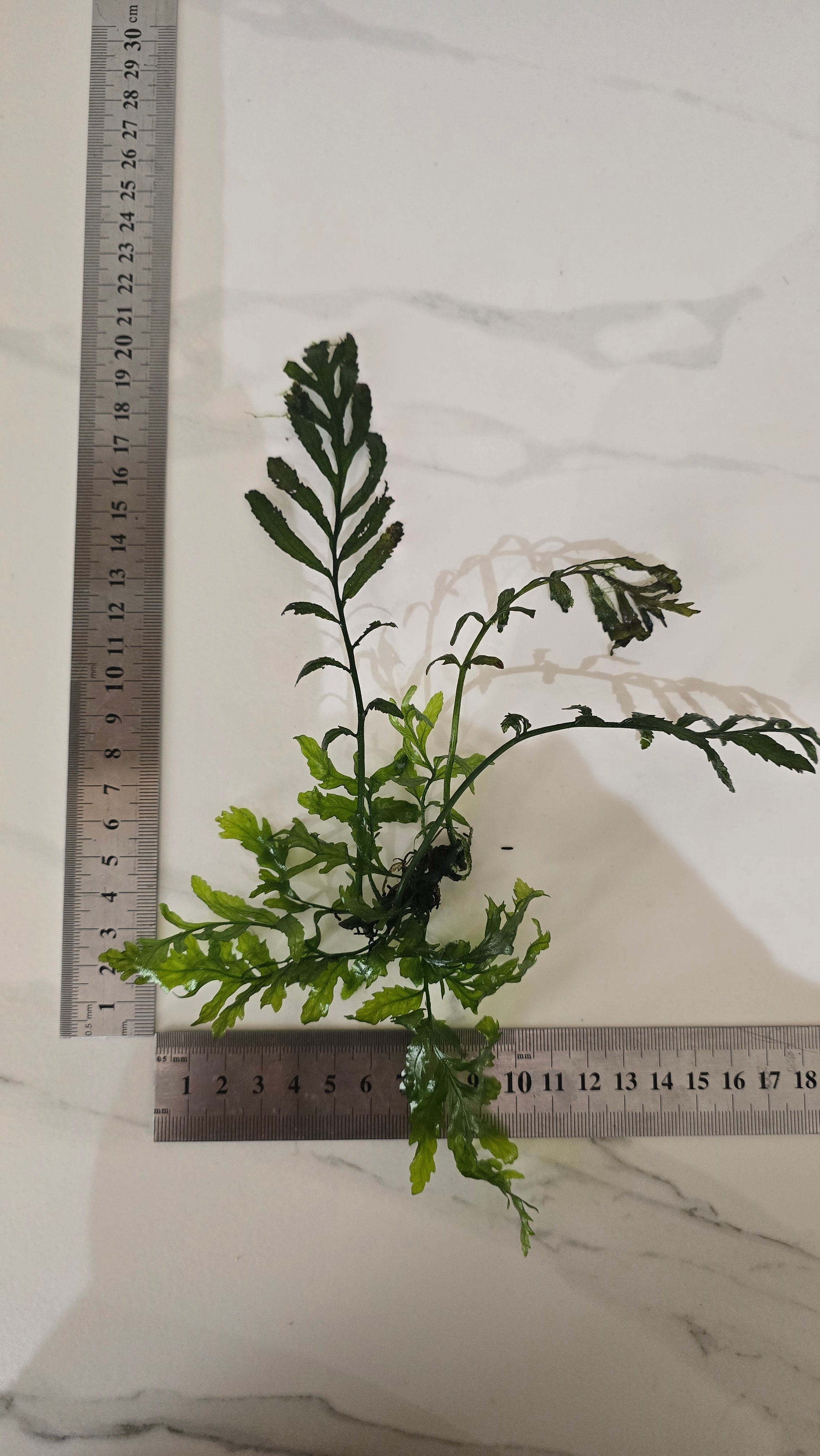 Green leafy bolbitis plant with a ruler for scale on a marble surface.