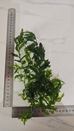 Green leafy bolbitis plant next to a ruler on a white marble surface