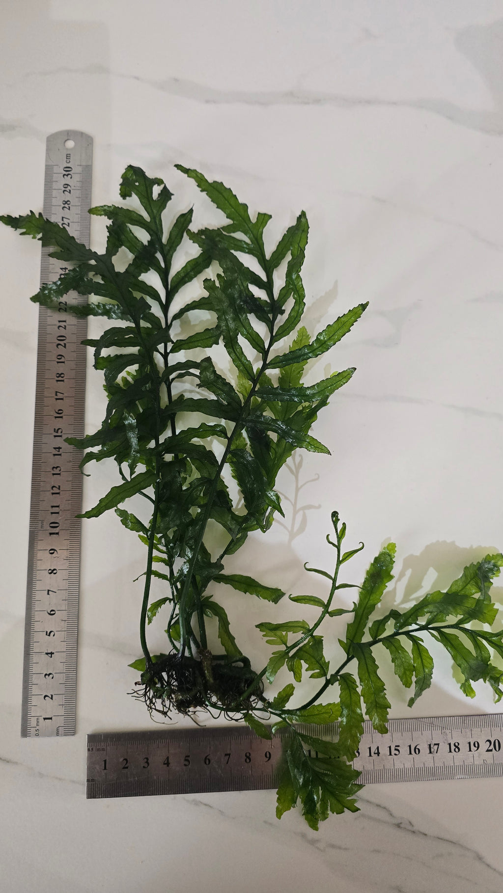 Green Bolbitis plans with a ruler for scale on a white background. 