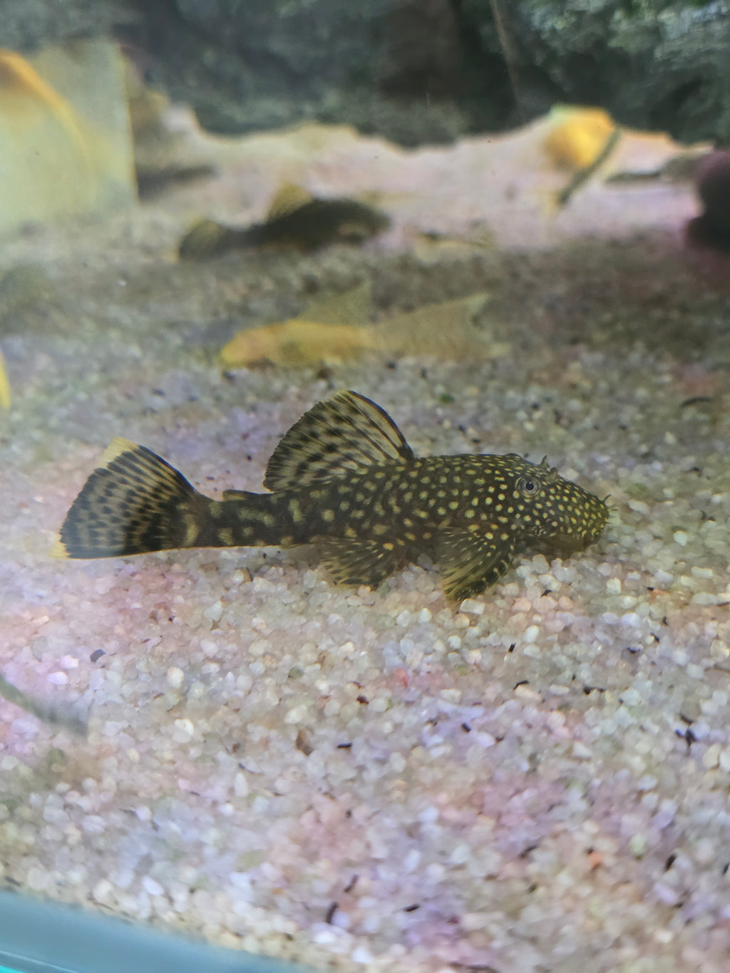 Chocolate Bristlenose Pleco Ancistrus Fish with a patterned body on a sand surface in a tropical aquarium tank