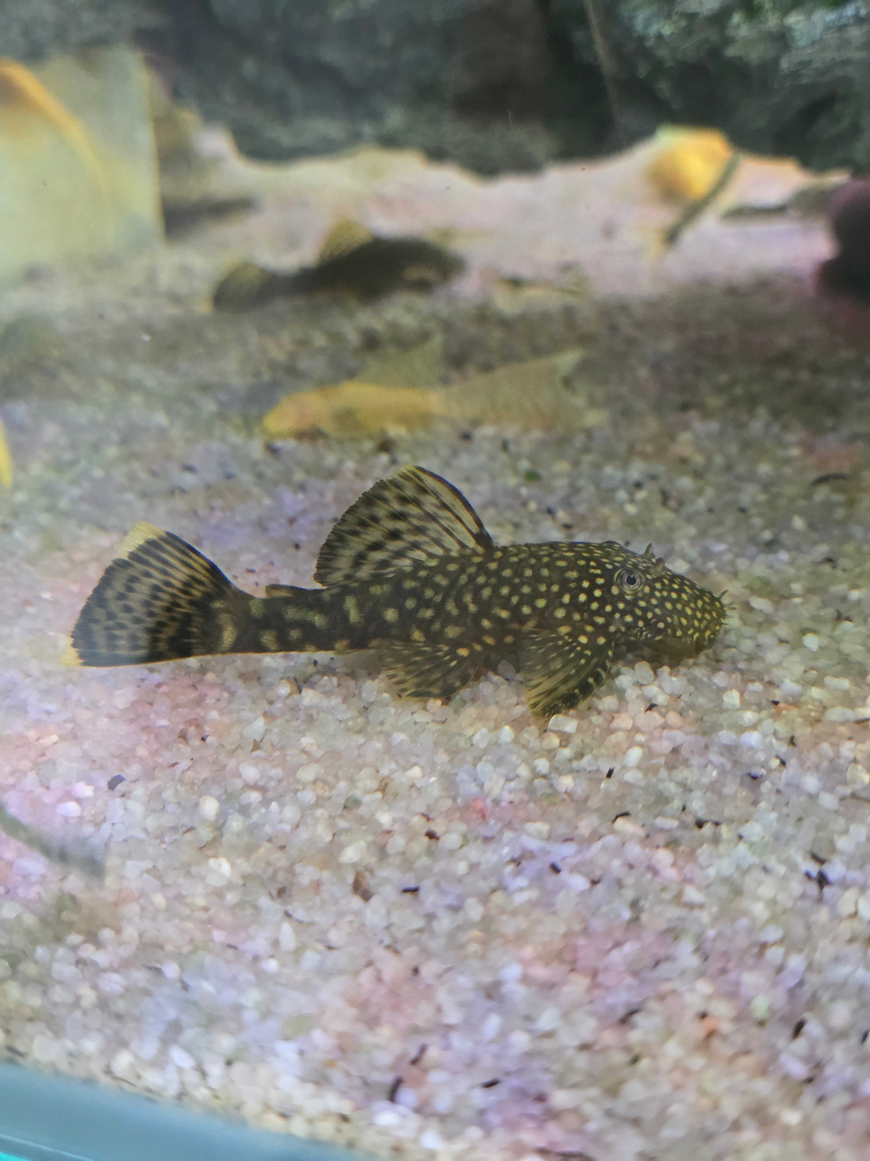 Chocolate Bristlenose Pleco Ancistrus Fish with a patterned body on a sand surface in a tropical aquarium tank