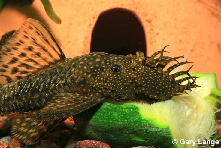 chocolate bristlenose pleco fish in a tropical aquarium setting with a blurred background 