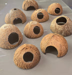 Nine coconut halves with holes on a reflective surface