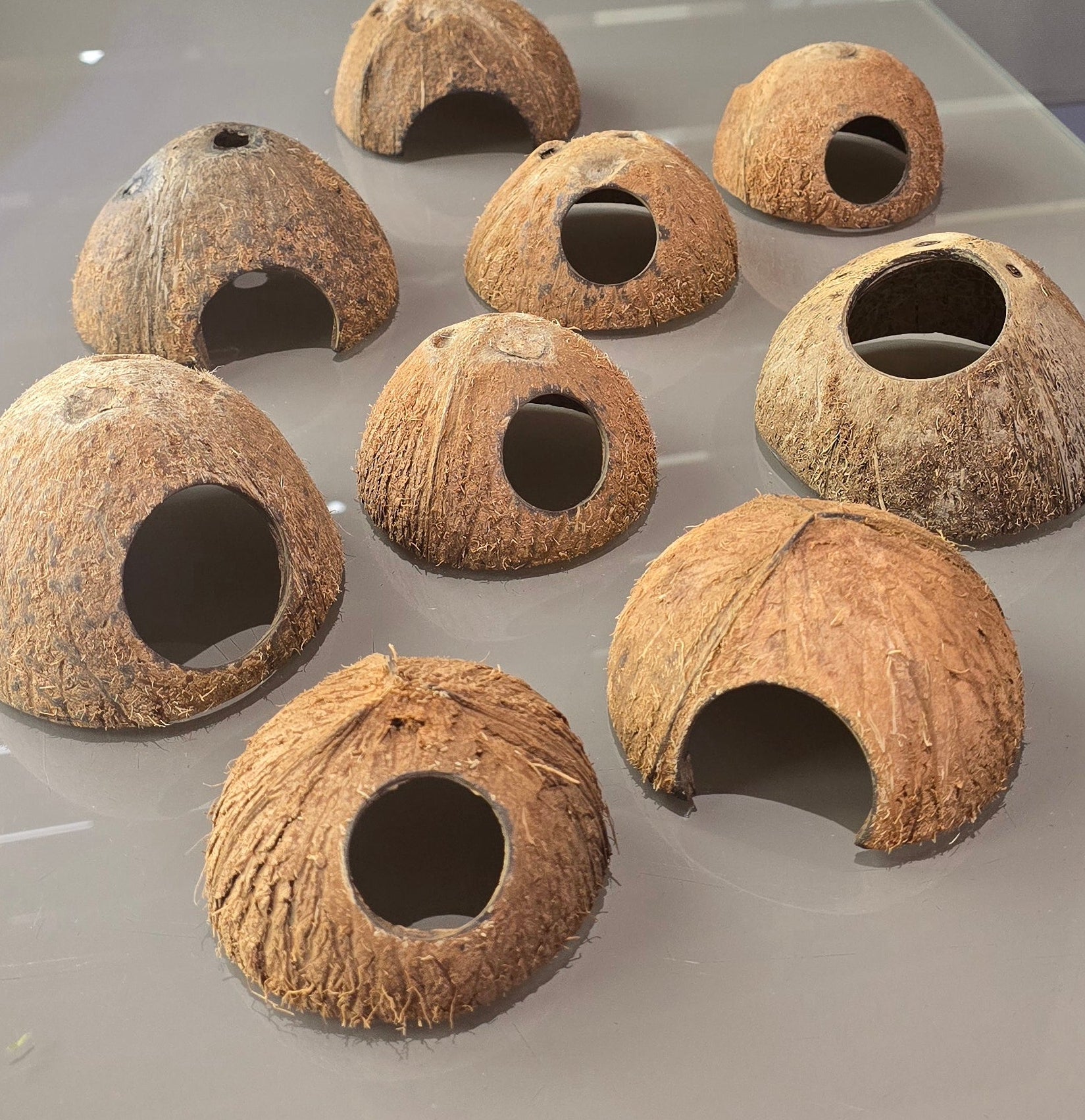 Nine coconut halves with holes on a reflective surface