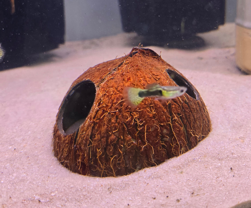 Coconut shell with a fish inside on a sandy substrate