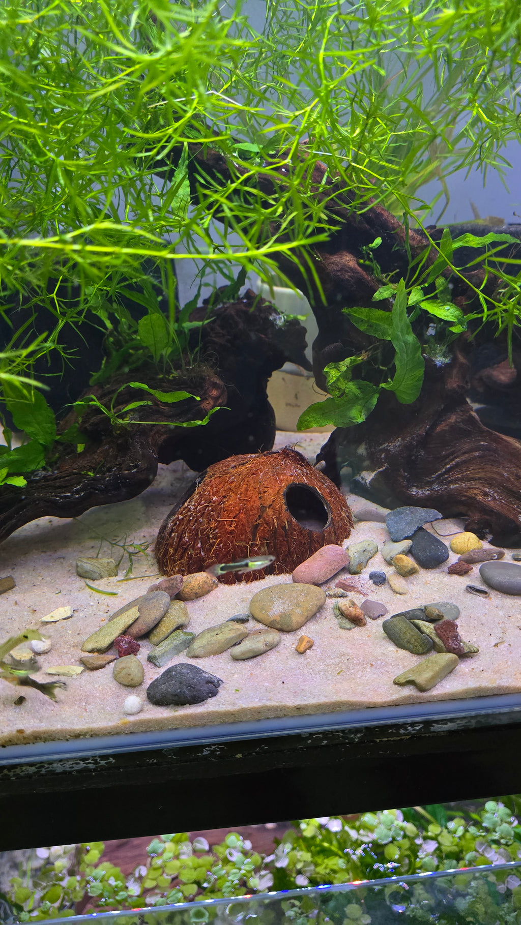 Aquarium with plants, rocks, and a coconut shell cave.