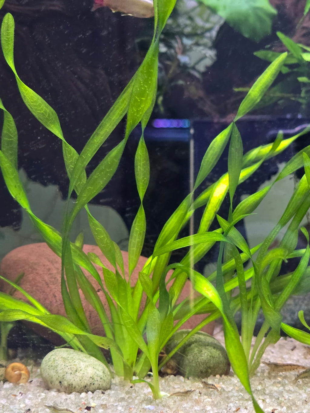 Aquatic corckscrew vallisneria plants in an aquarium with a dark background