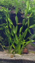 Aquatic corckscrew vallisneria plants and fish in a tank with gravel at the bottom.