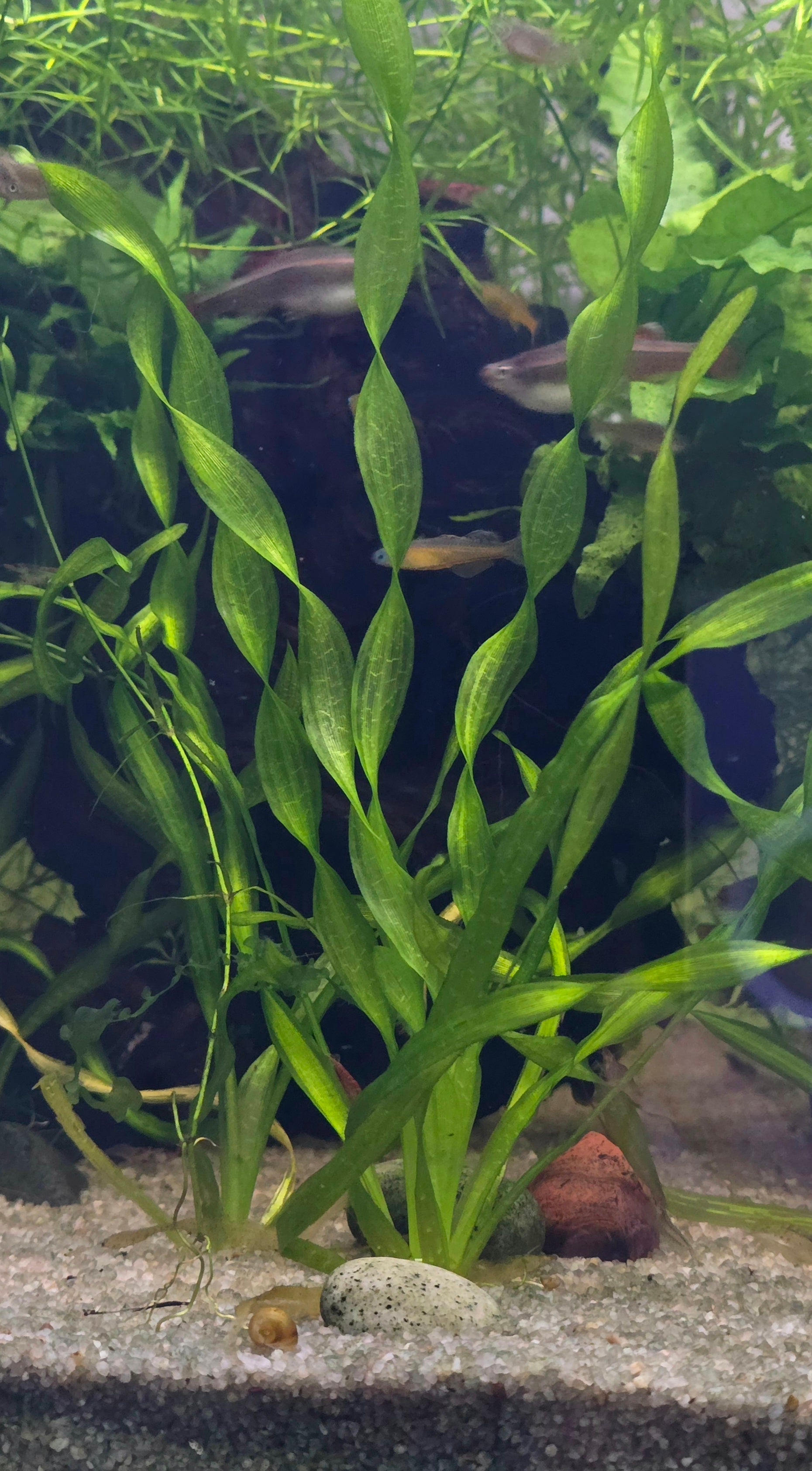 Aquatic corckscrew vallisneria plants and fish in a tank with gravel at the bottom.