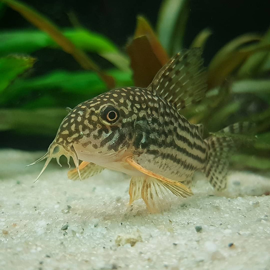 Patterned Sterbai Cory fish in a tropical aquarium setting with green plants and gravel.