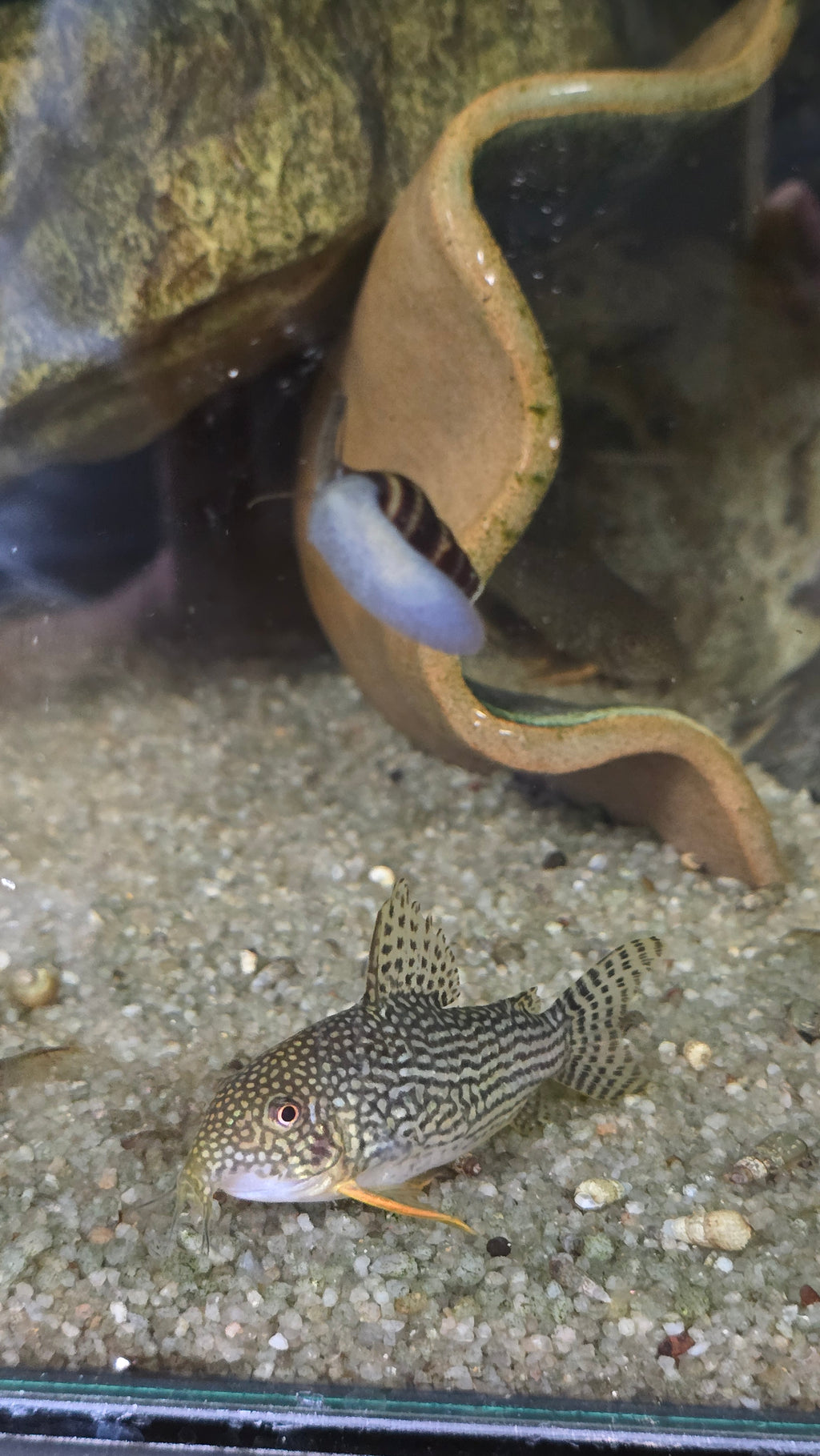 Sterbai Cory fish peeking out from a shell on a sandy substrate