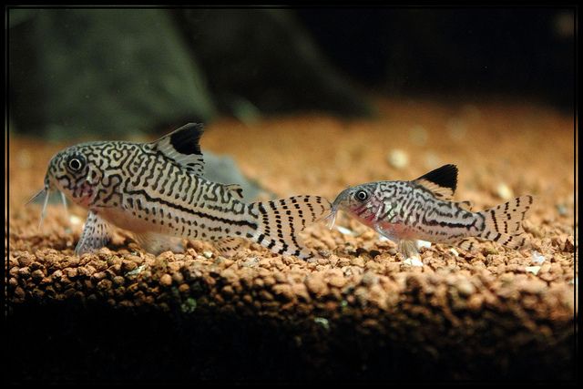 Two three-lined  Corys on a gravel-covered tropical aquarium floor