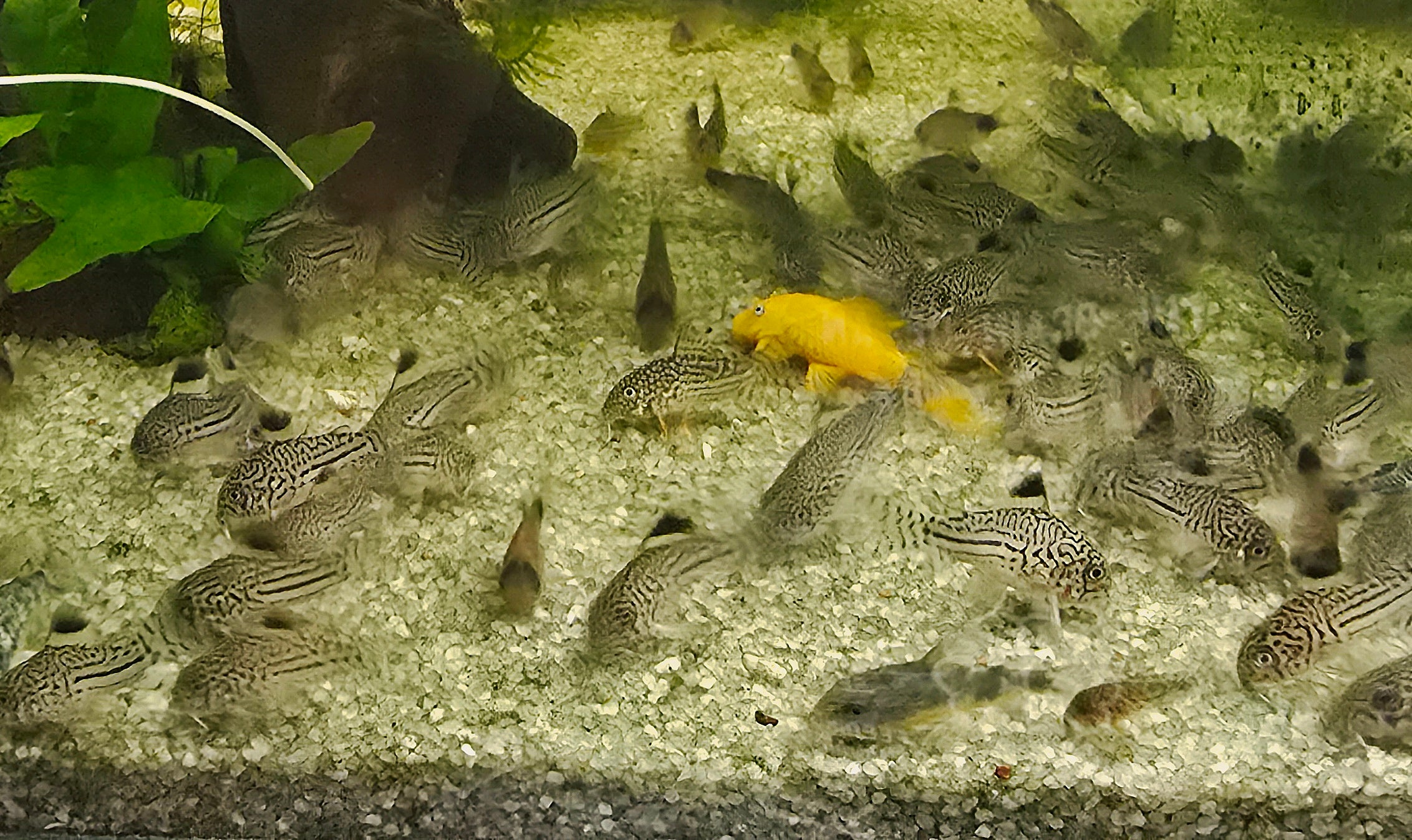 a school of three lined corys in an Aquarium