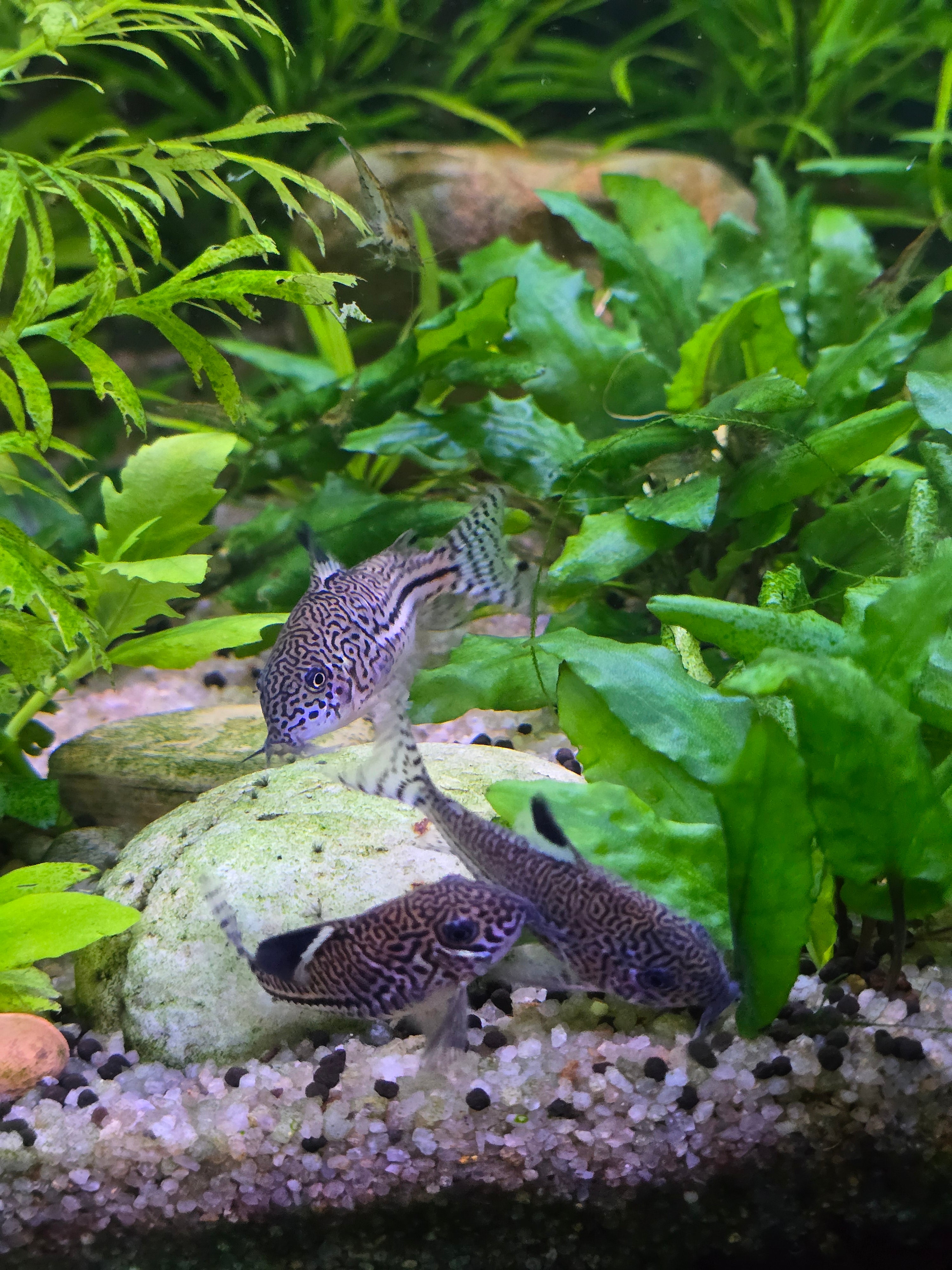 Three-lined cory fish swimming among green plants and rocks in a tropical aquarium setting.