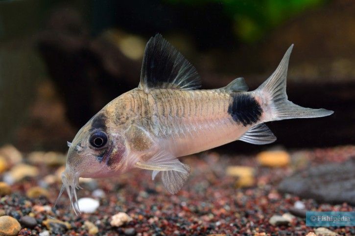 Panda cory fish in a tropical aquarium setting with gravel and rocks.
