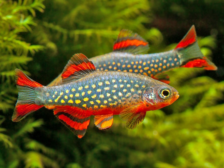 Two colourful cpd fish with red and orange tails swimming in a tropical aquarium tank setting.