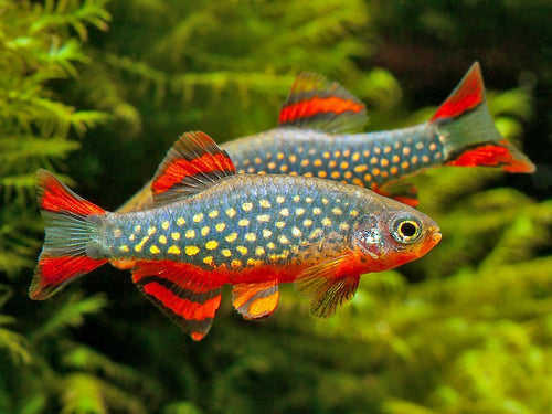Two colourful cpd fish with red and orange tails swimming in a tropical aquarium tank setting.