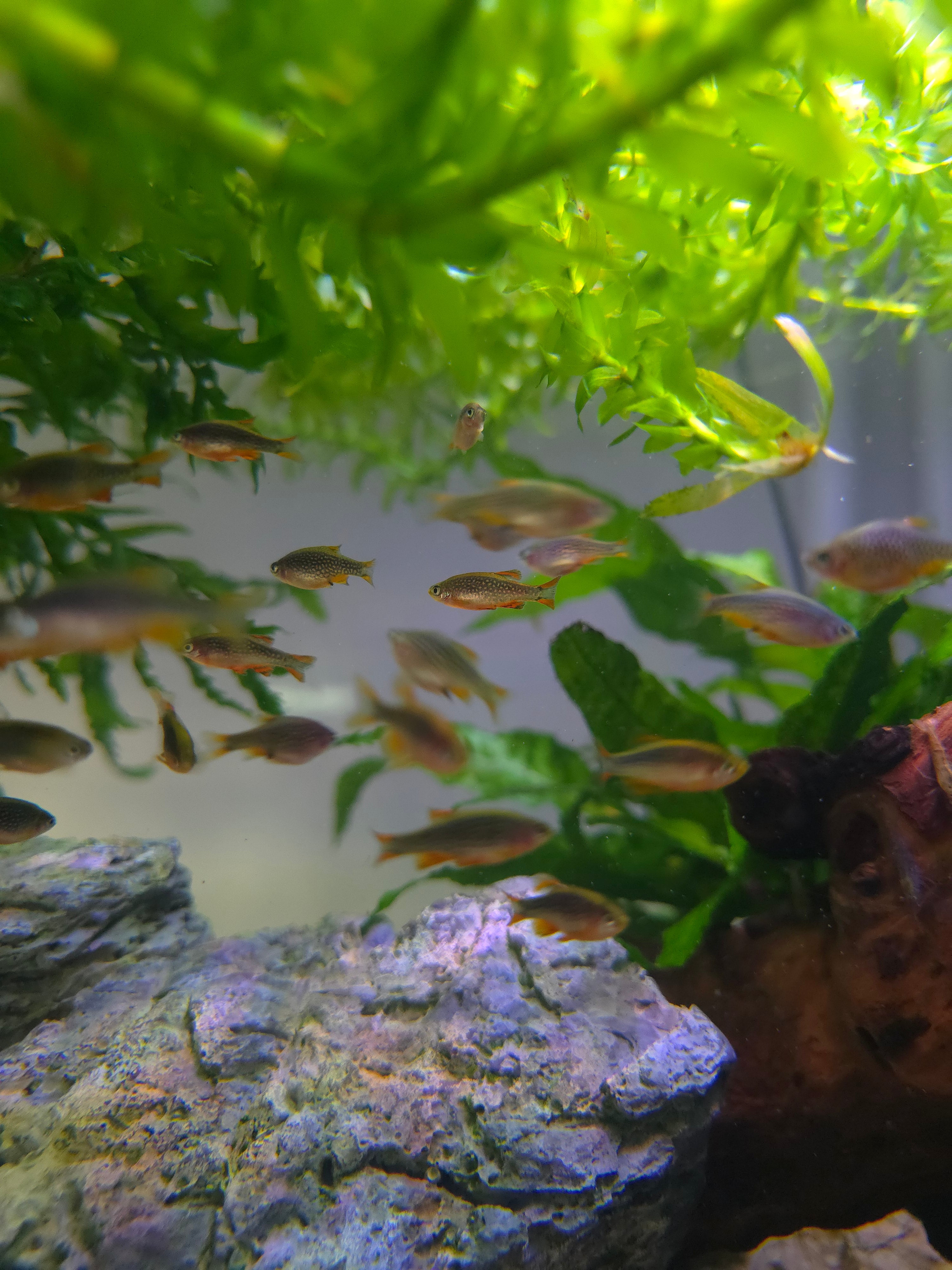 Celestial Pearl Danio, Celestichthys Margaritatus Fish swimming in a tropical aquarium with green plants and a decorative rock.