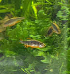 small cpd Celestial Pearl Danio fish swimming among green aquatic plants