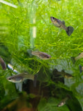 female guppies swimming among green aquatic plants in a tropical fish tank