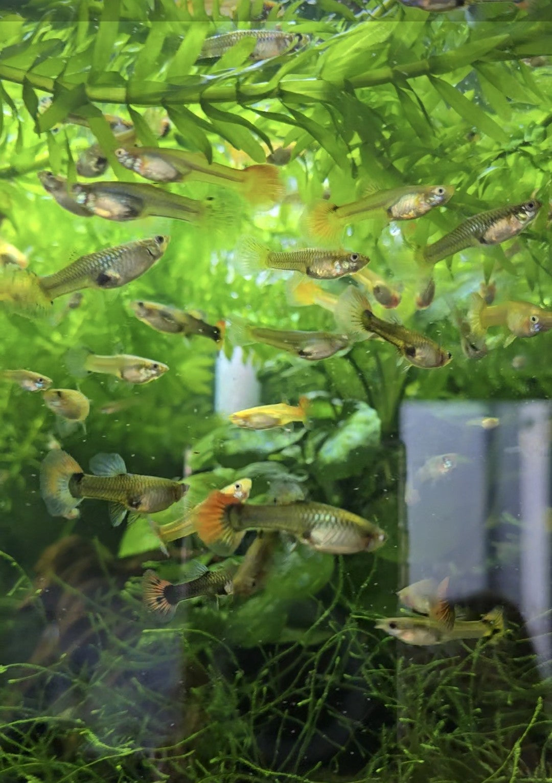 Female Guppies fish swimming in a tropical aquarium with green plants