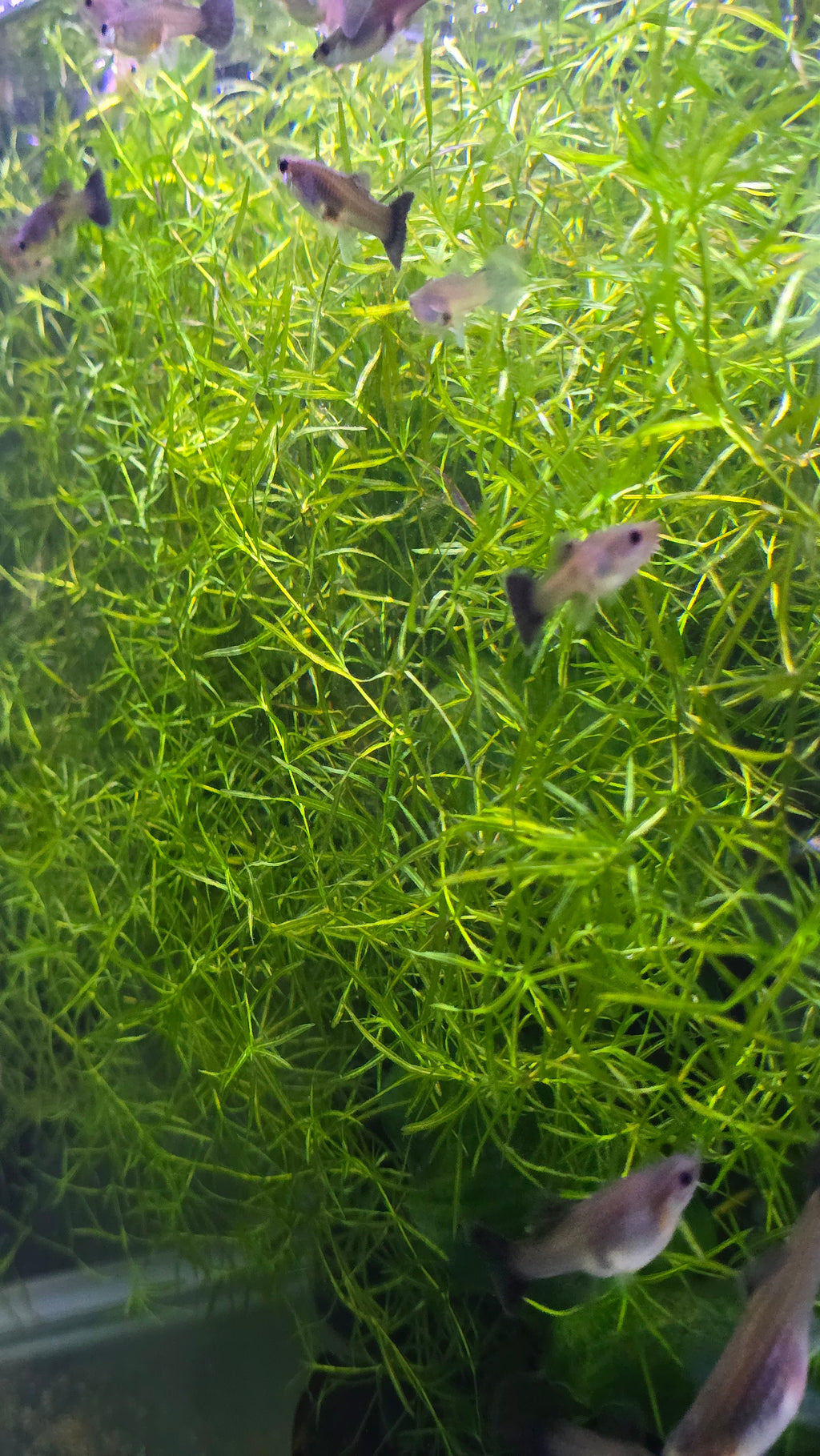 female guppy fish swimming among green aquatic plants in a tropical aquarium