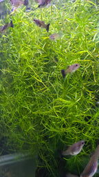 female guppy fish swimming among green aquatic plants in a tropical aquarium