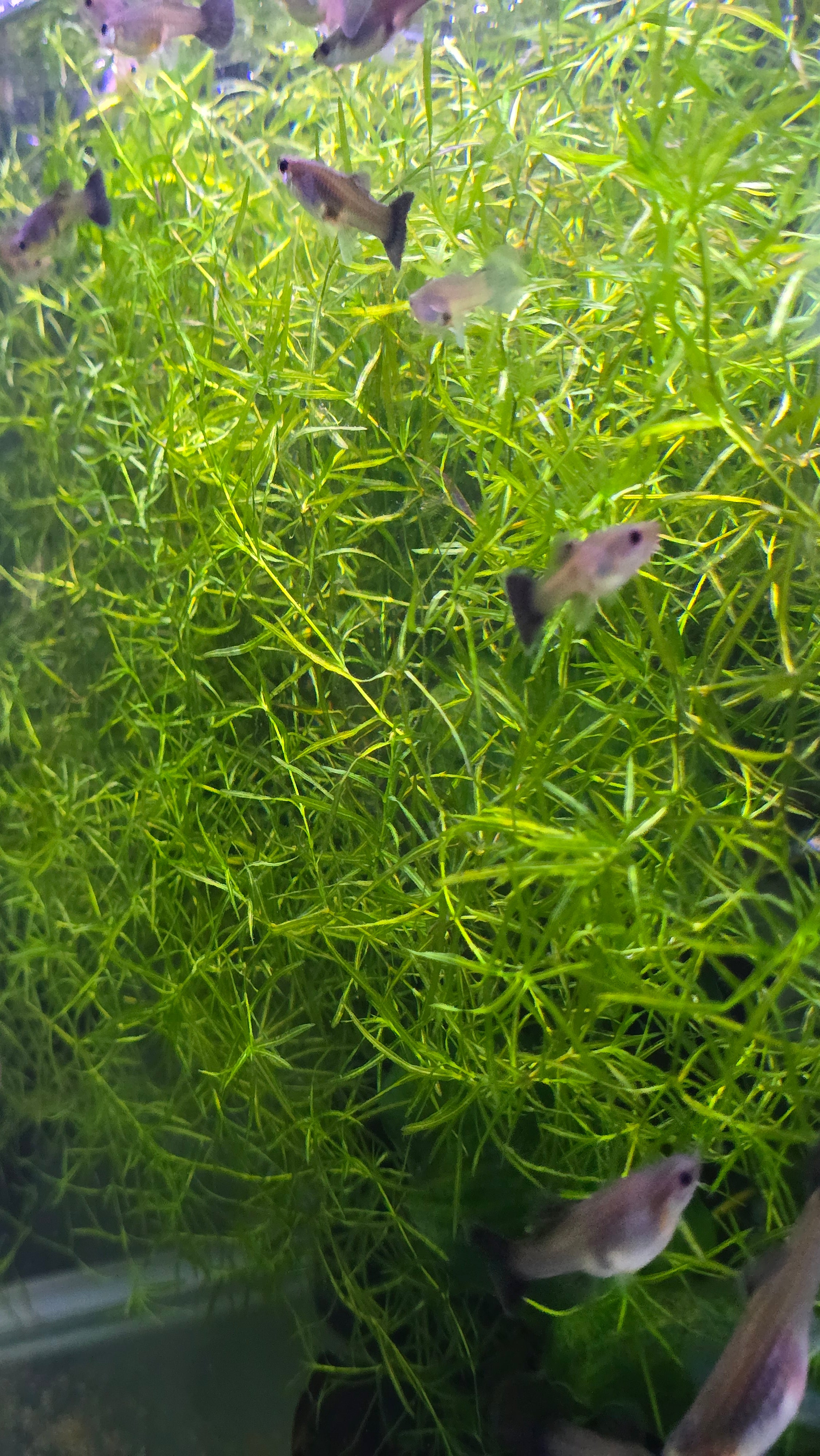 female guppy fish swimming among green aquatic plants in a tropical aquarium
