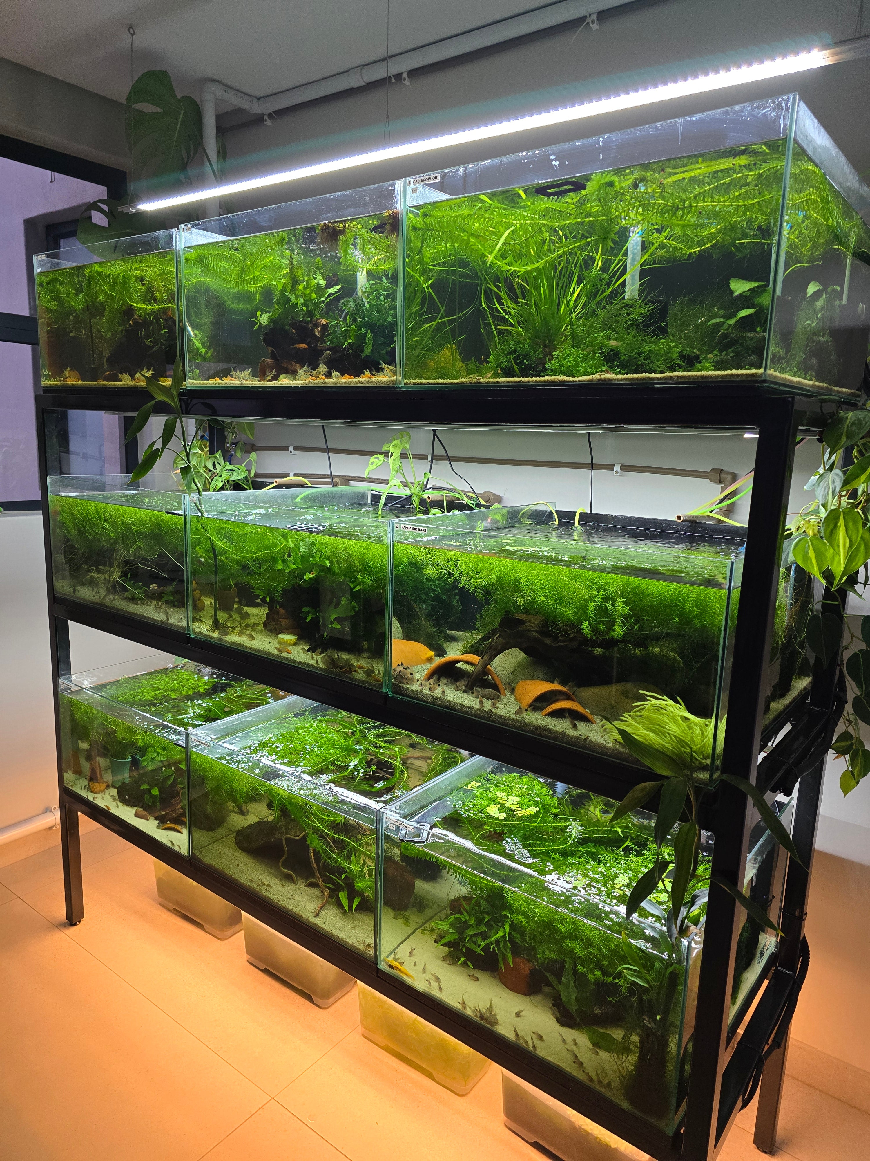 fish room large tank stand