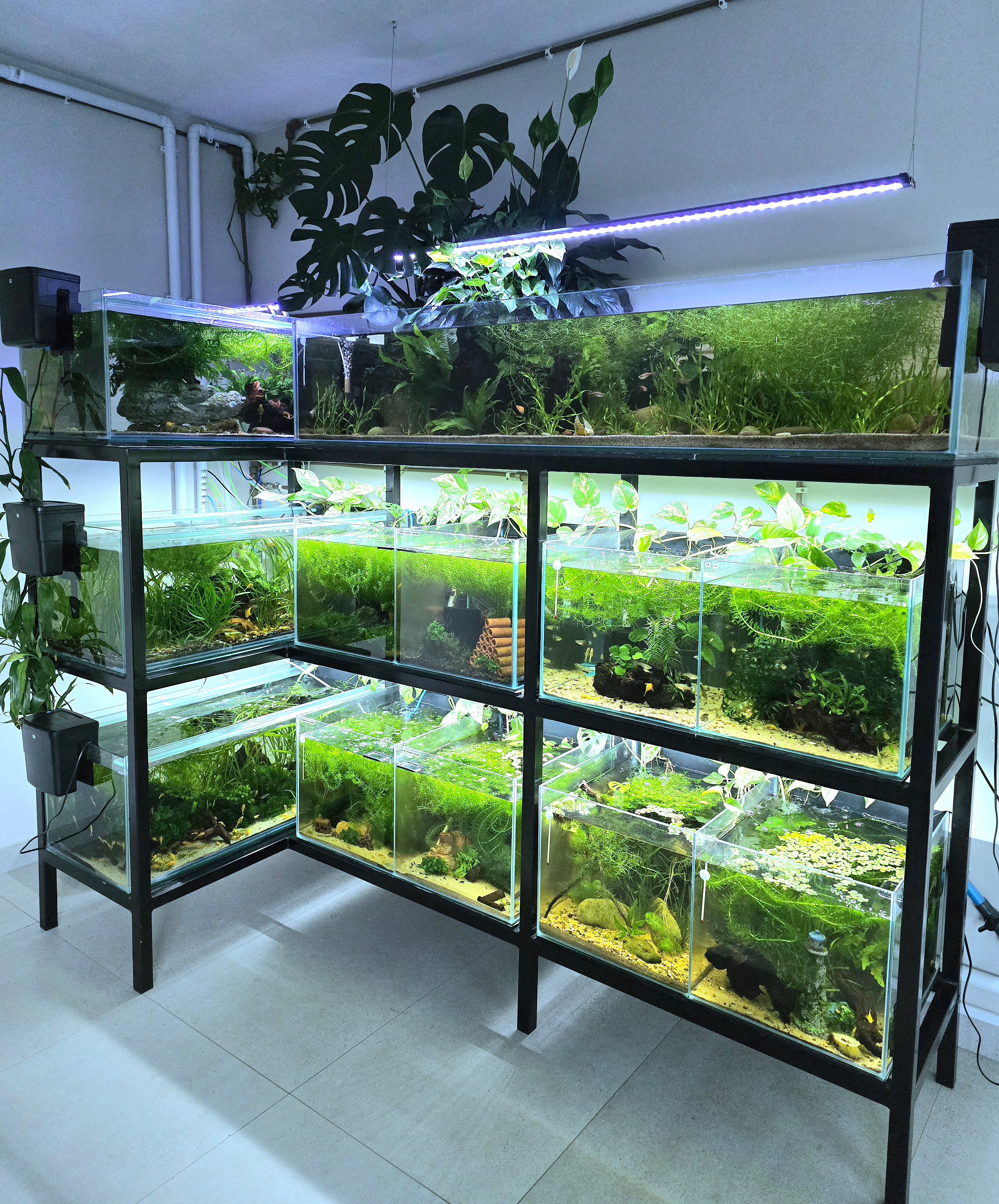 Multiple aquariums on a stand with plants and fish in a well-lit room.