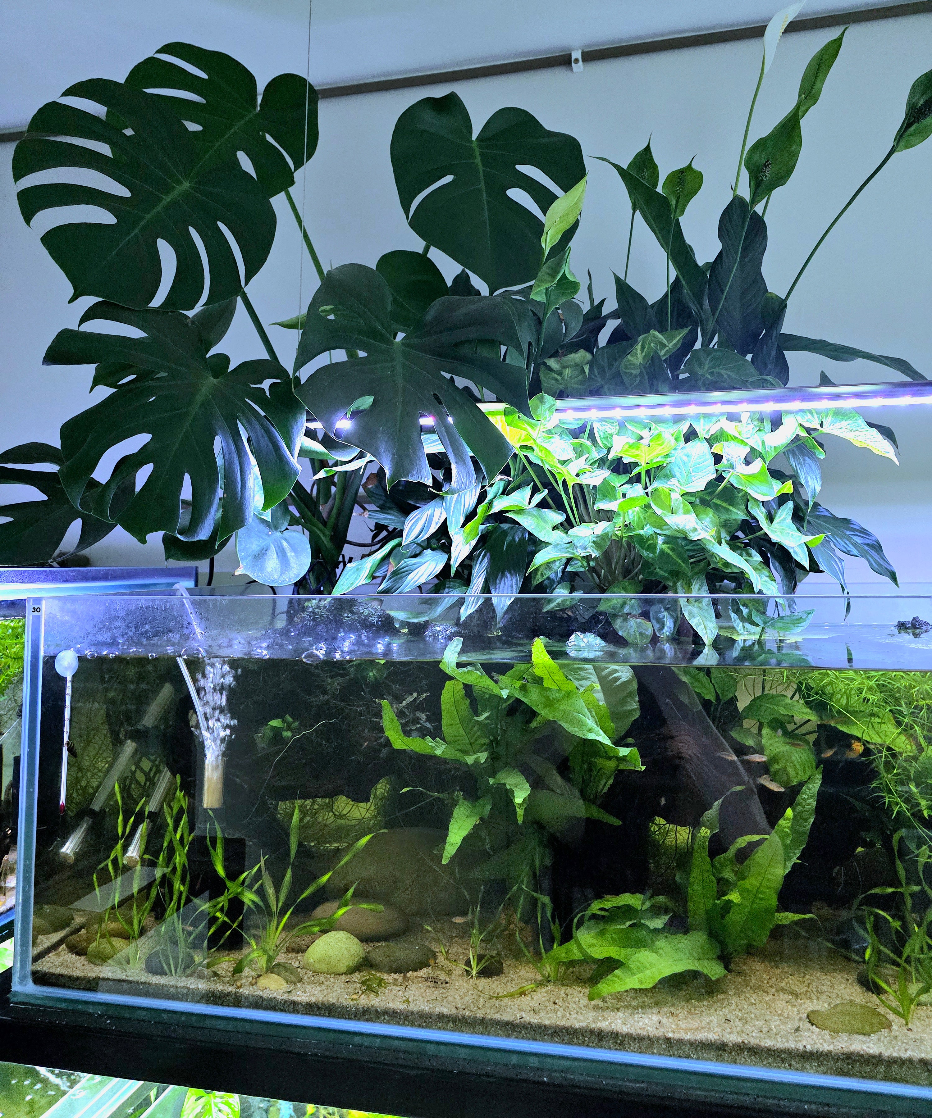 Aquarium with green plants and water elements