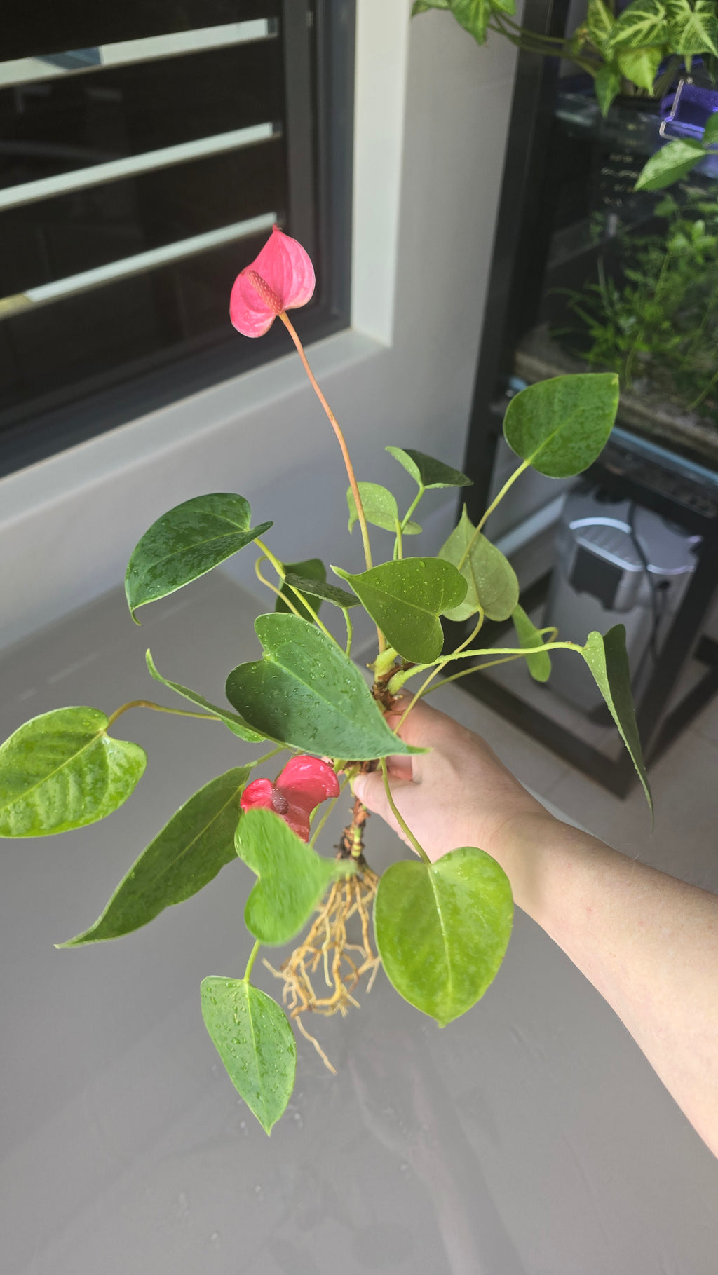 Hand holding a small potted plant with pink flowers and green leaves.