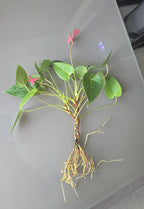 Live plant with roots on a gray surface