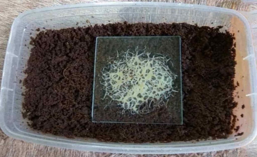 a container with soil type substrate tand grindal worms on top.