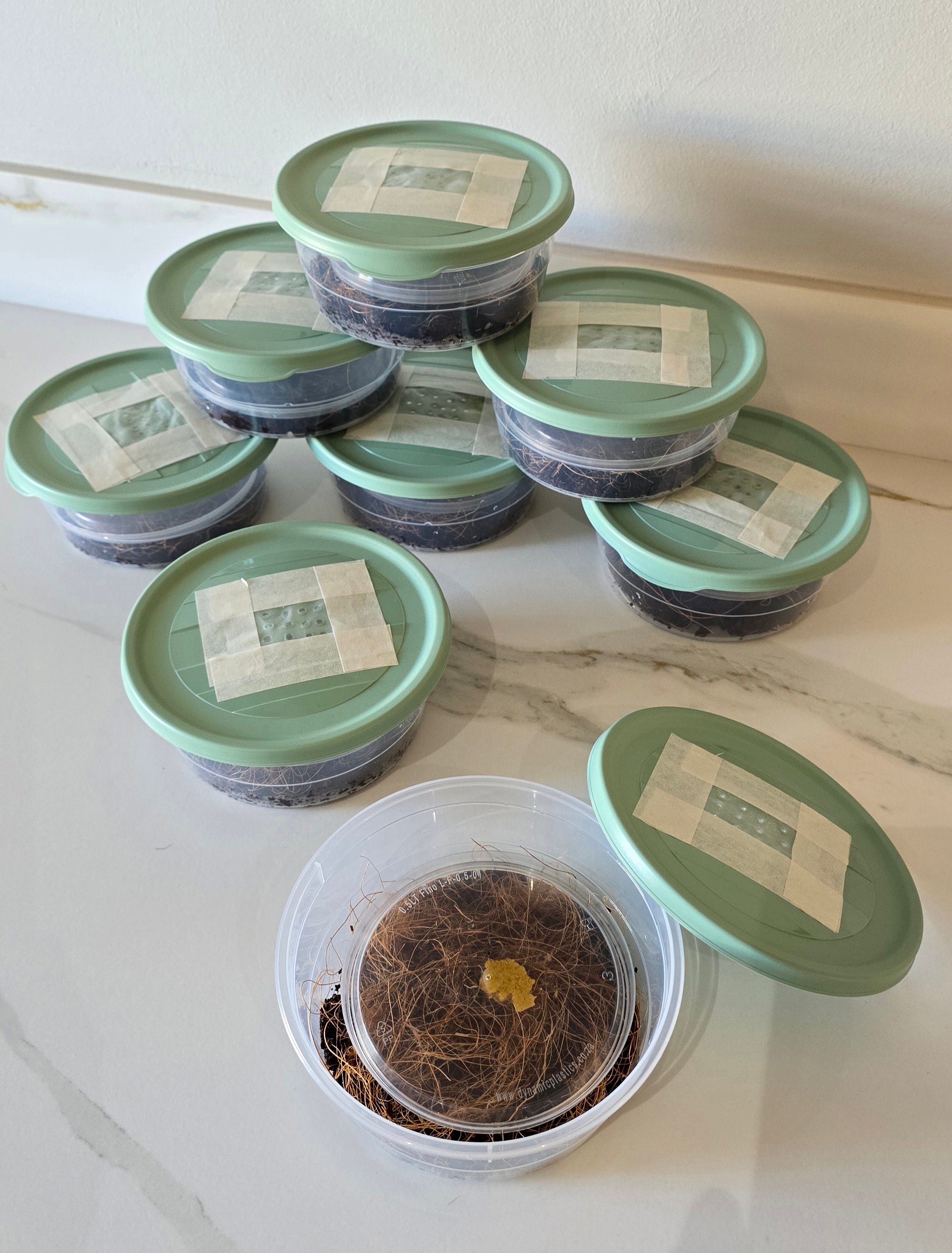 Set of small green containers with lids on a white surface