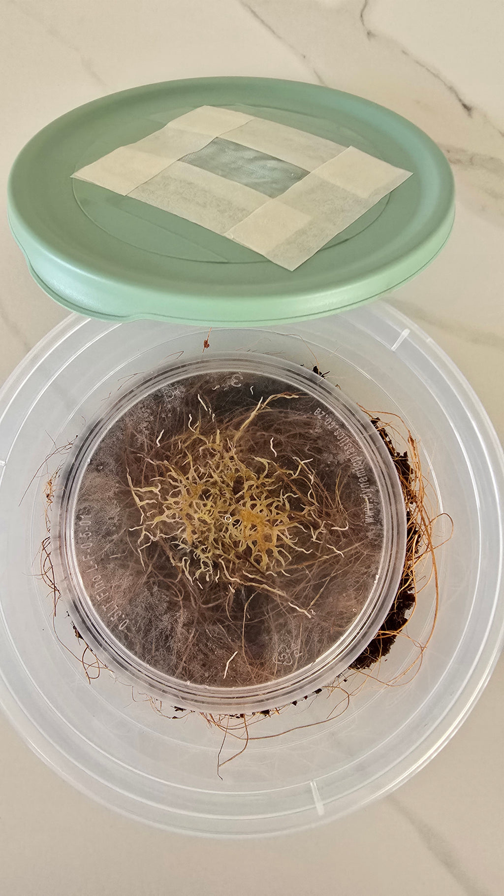 Clear plastic container with Grindal worms inside.