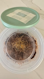 Clear plastic container with Grindal worms inside.