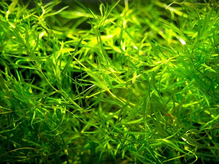Close-up of green aquatic guppy grass plants. 