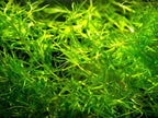 Close-up of green aquatic guppy grass plants. 