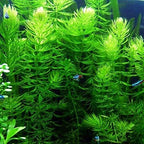 Aquatic hornwort plants in an aquarium setting with small fish swimming among them.