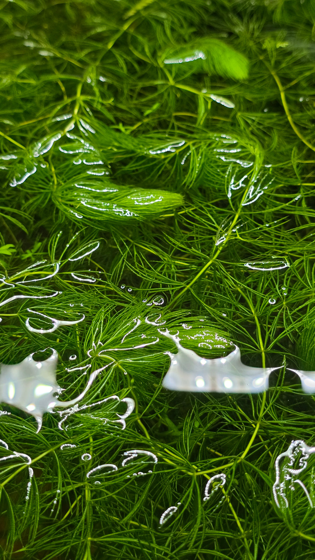 Close-up of aquatic hornwort plants in a  fish tank. 