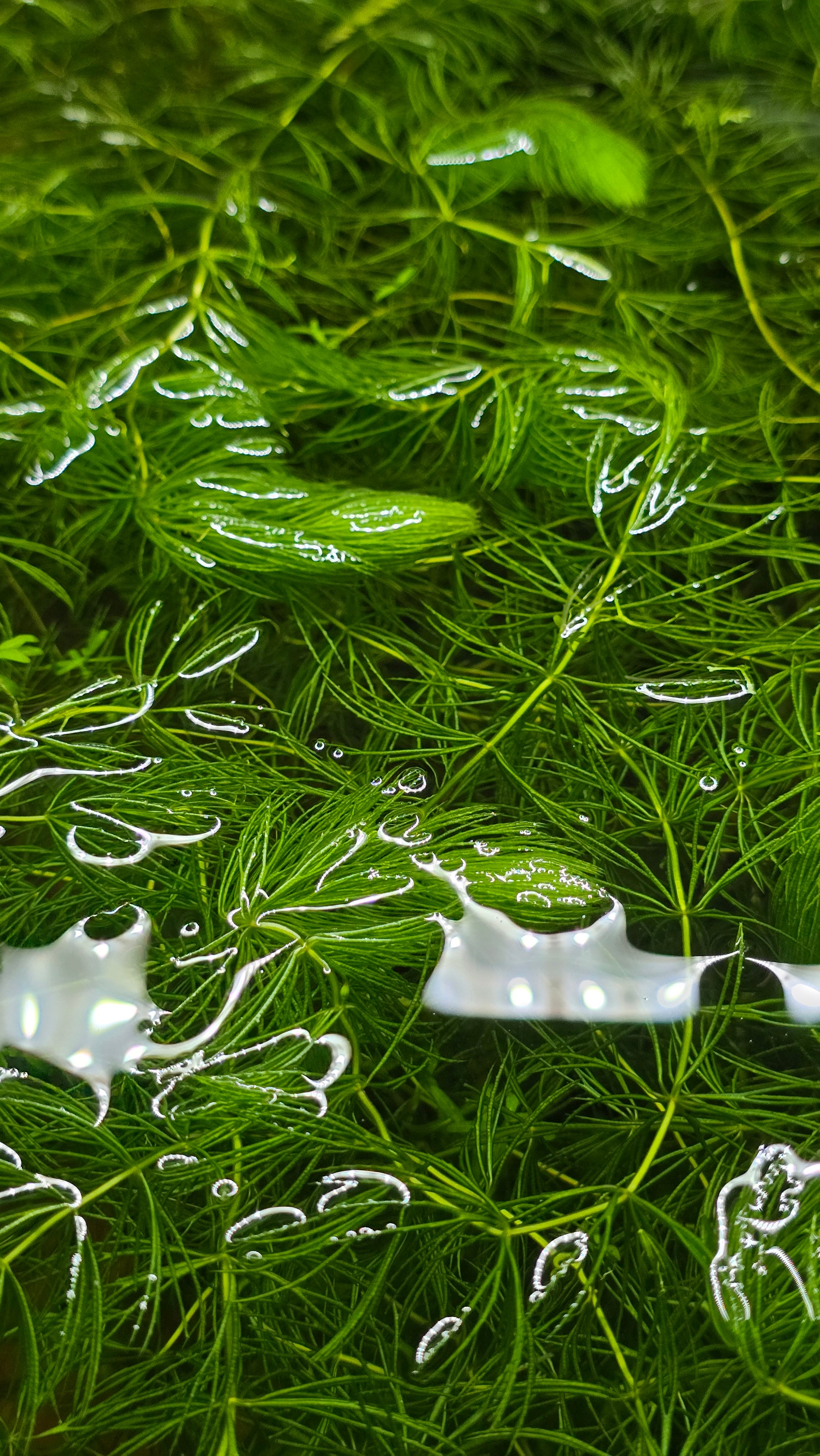 Close-up of aquatic hornwort plants in a  fish tank. 