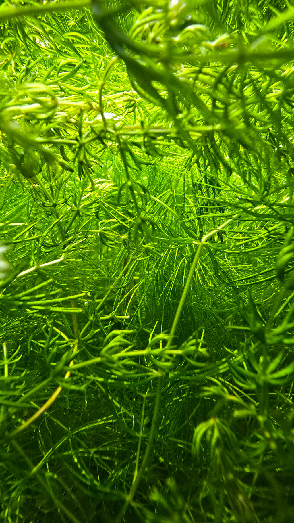 Close-up of green aquatic hornwort plants under water. 