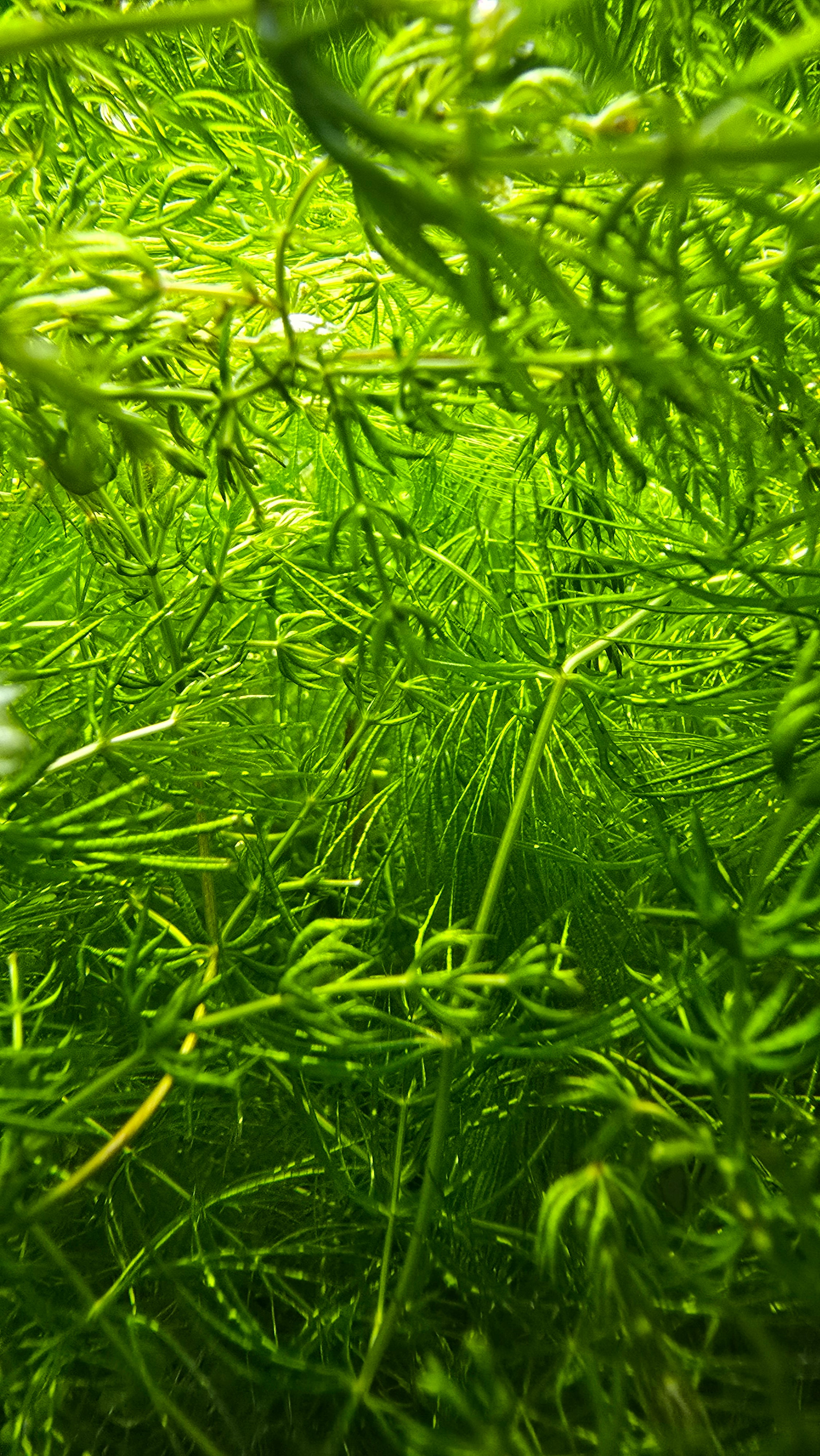 Close-up of green aquatic hornwort plants under water. 