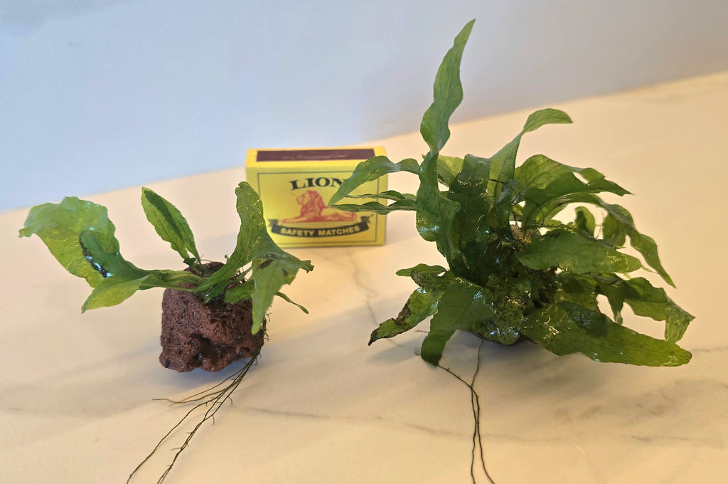 Two green Java fern plants are attached to lava rock on a beige surface with a box of matches in the background for scale. 