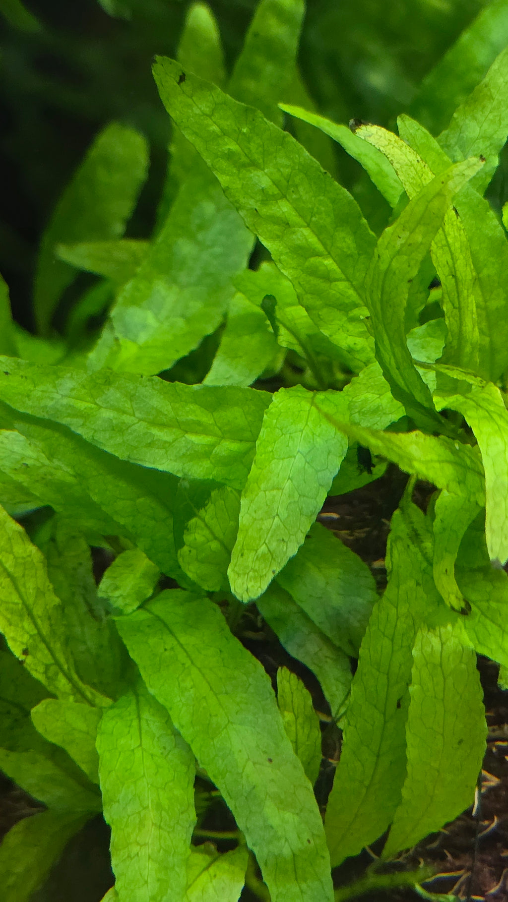 Close-up of green Java fernleaves with a blurred background