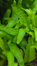 Close-up of green Java fernleaves with a blurred background